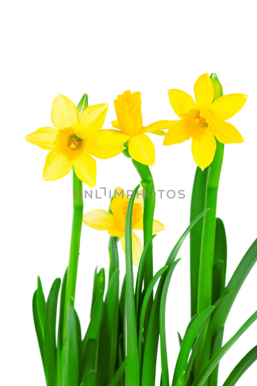 narcissus, on the white background