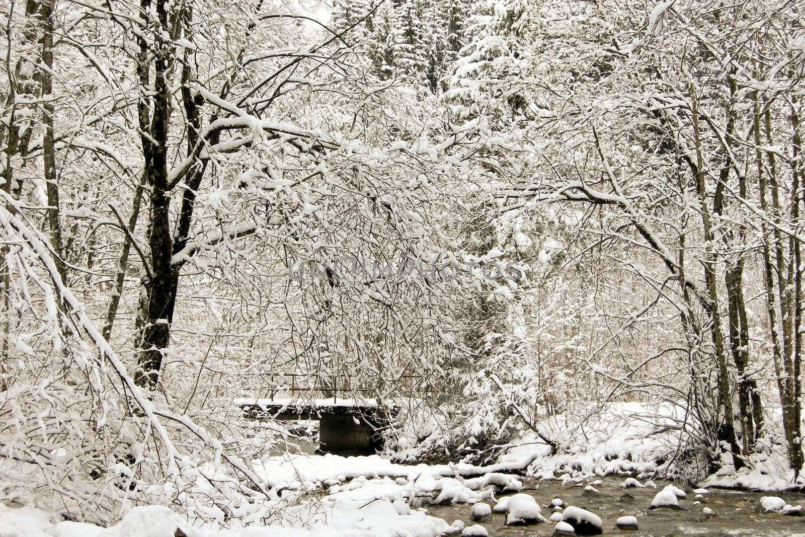 trees forest snow in winter landscape background