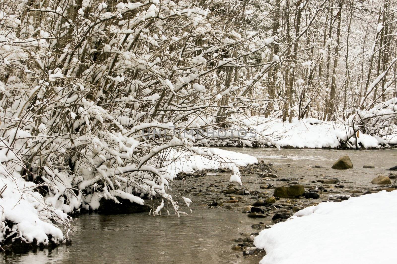 trees forest snow in winter landscape background