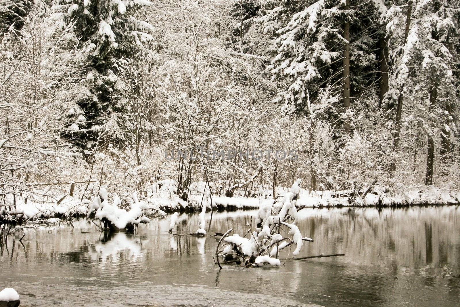 trees forest snow in winter landscape background