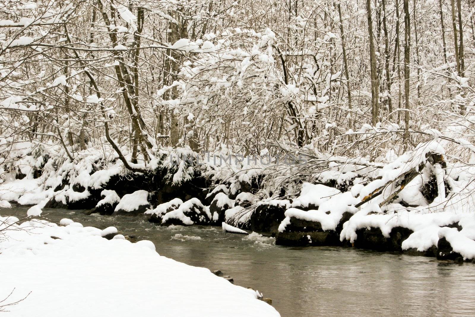 trees forest snow in winter landscape background