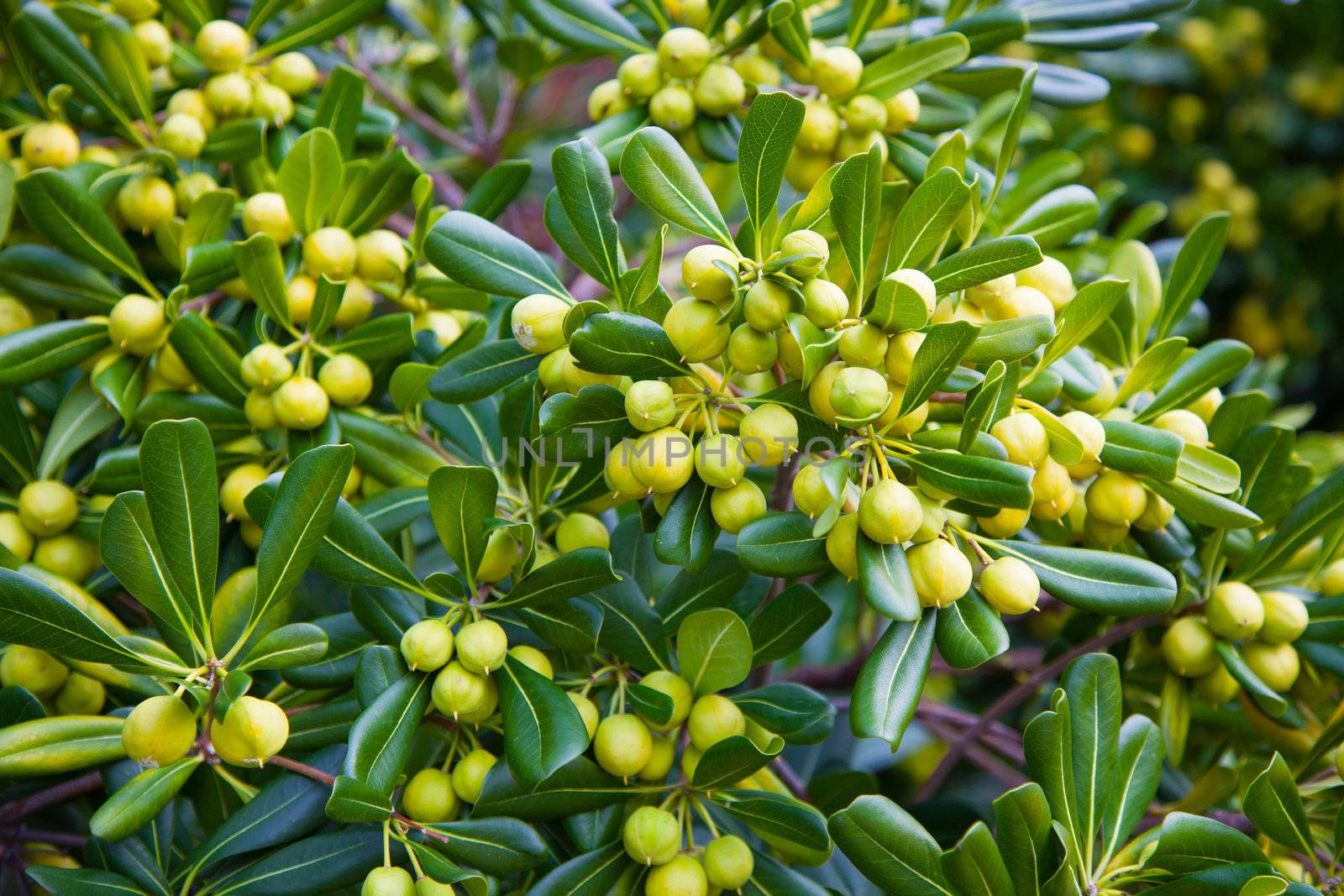 branch with olives on olive treebranch with olives on olive tre