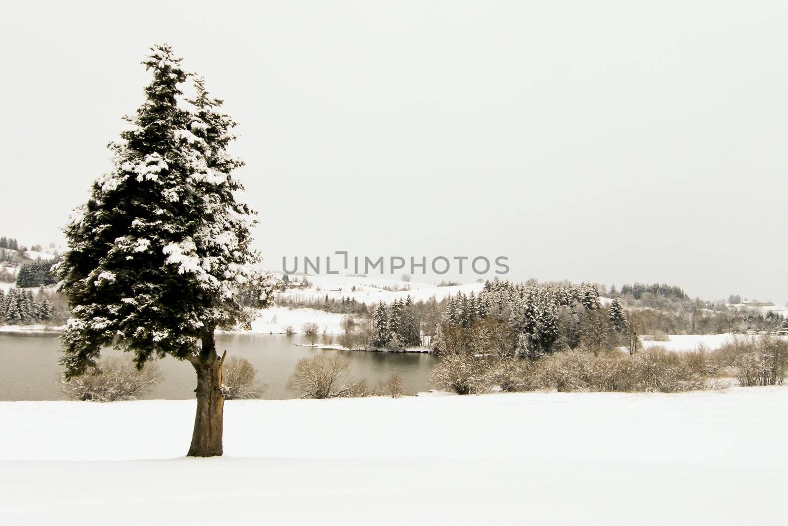 trees forest snow in winter landscape background