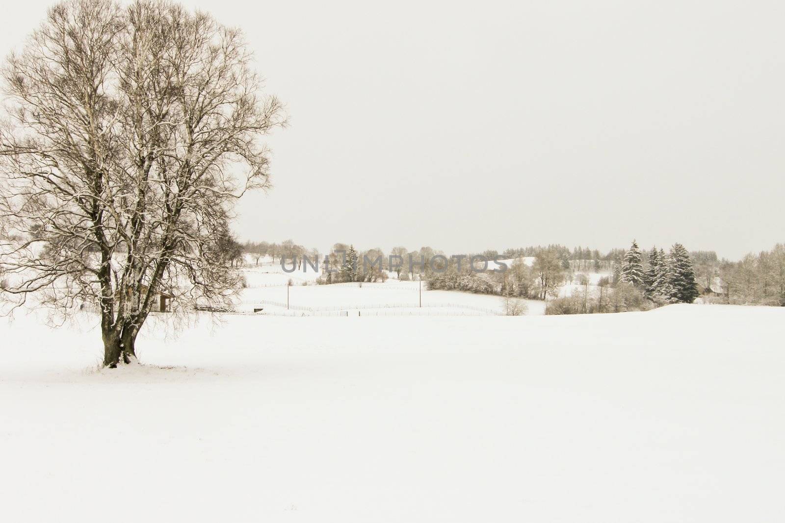 trees forest snow in winter landscape background