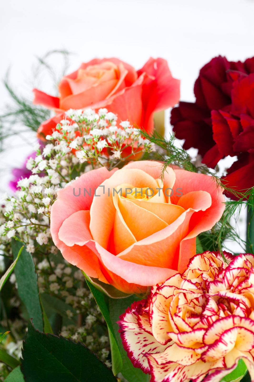 rose flower by motorolka