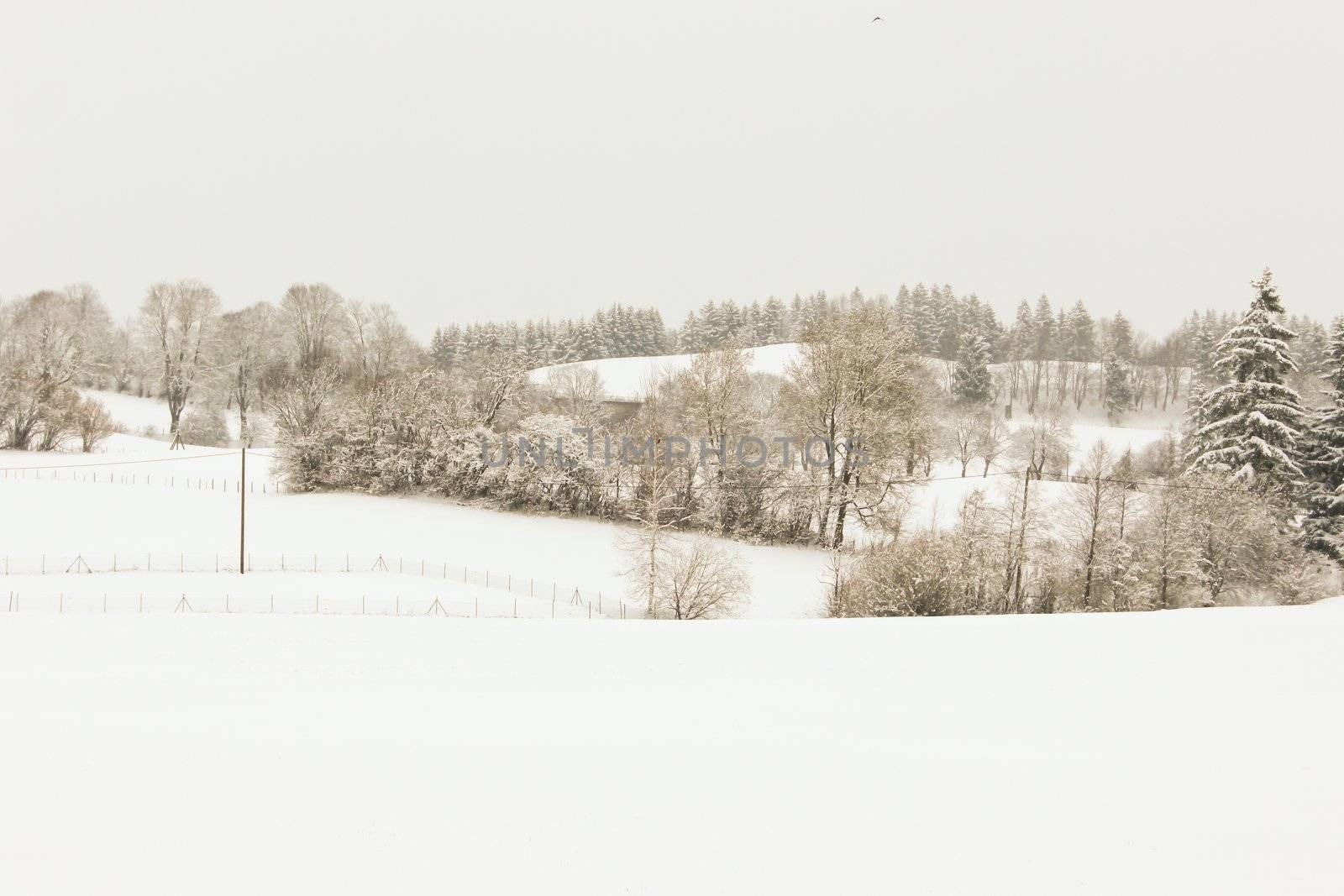 trees forest snow in winter landscape background