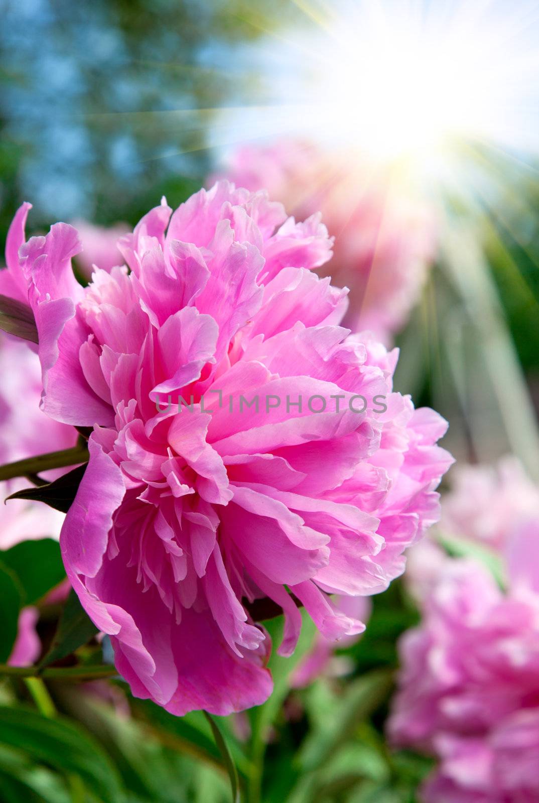 pink dahlia in the garden