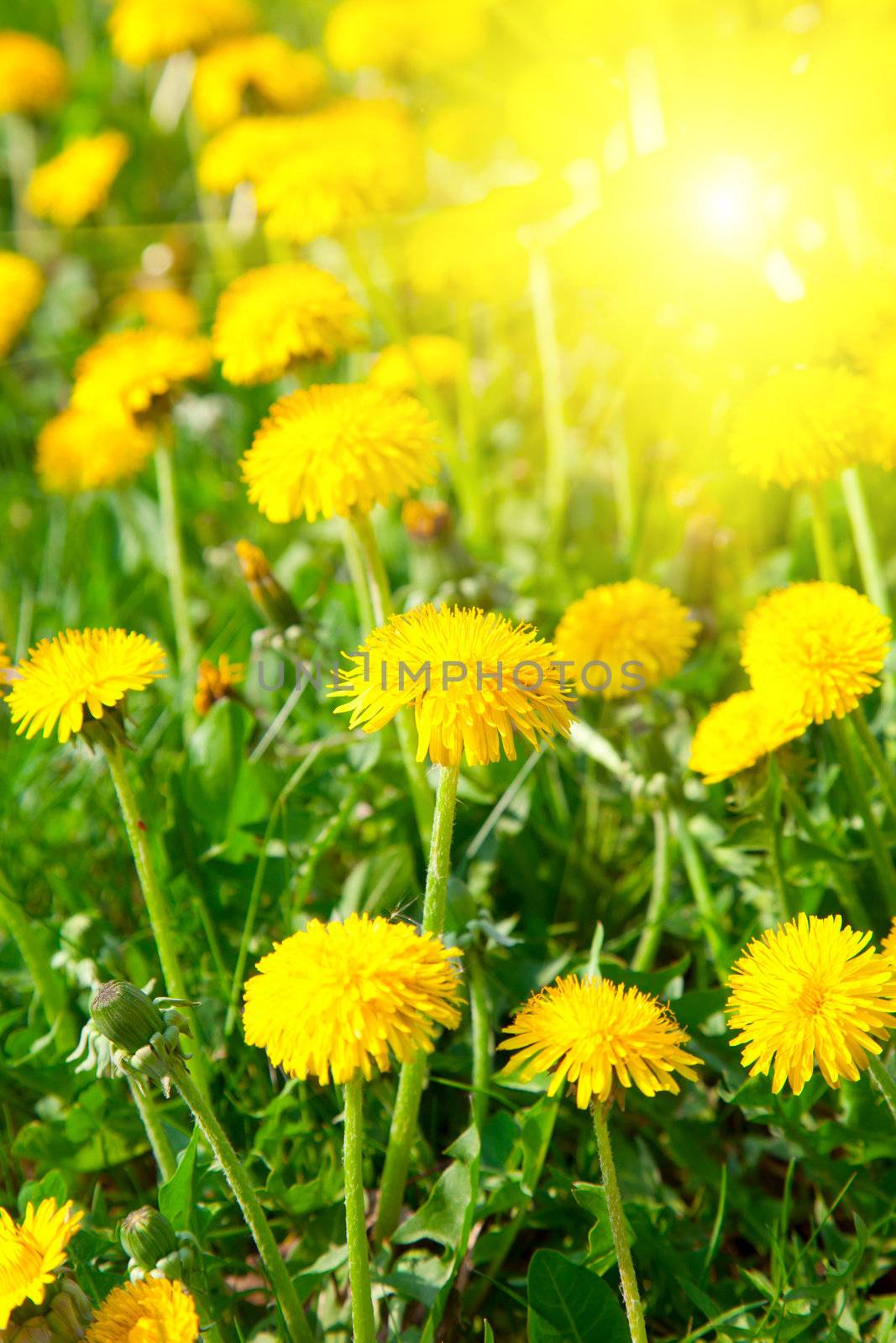 Yellow dandelion flowers, spring photo
 by motorolka