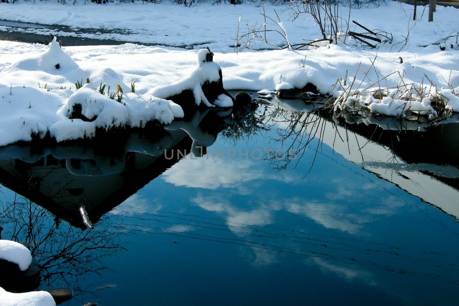 trees forest snow in winter landscape background