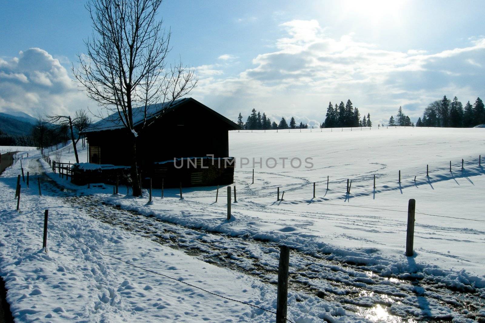 trees forest snow in winter landscape background