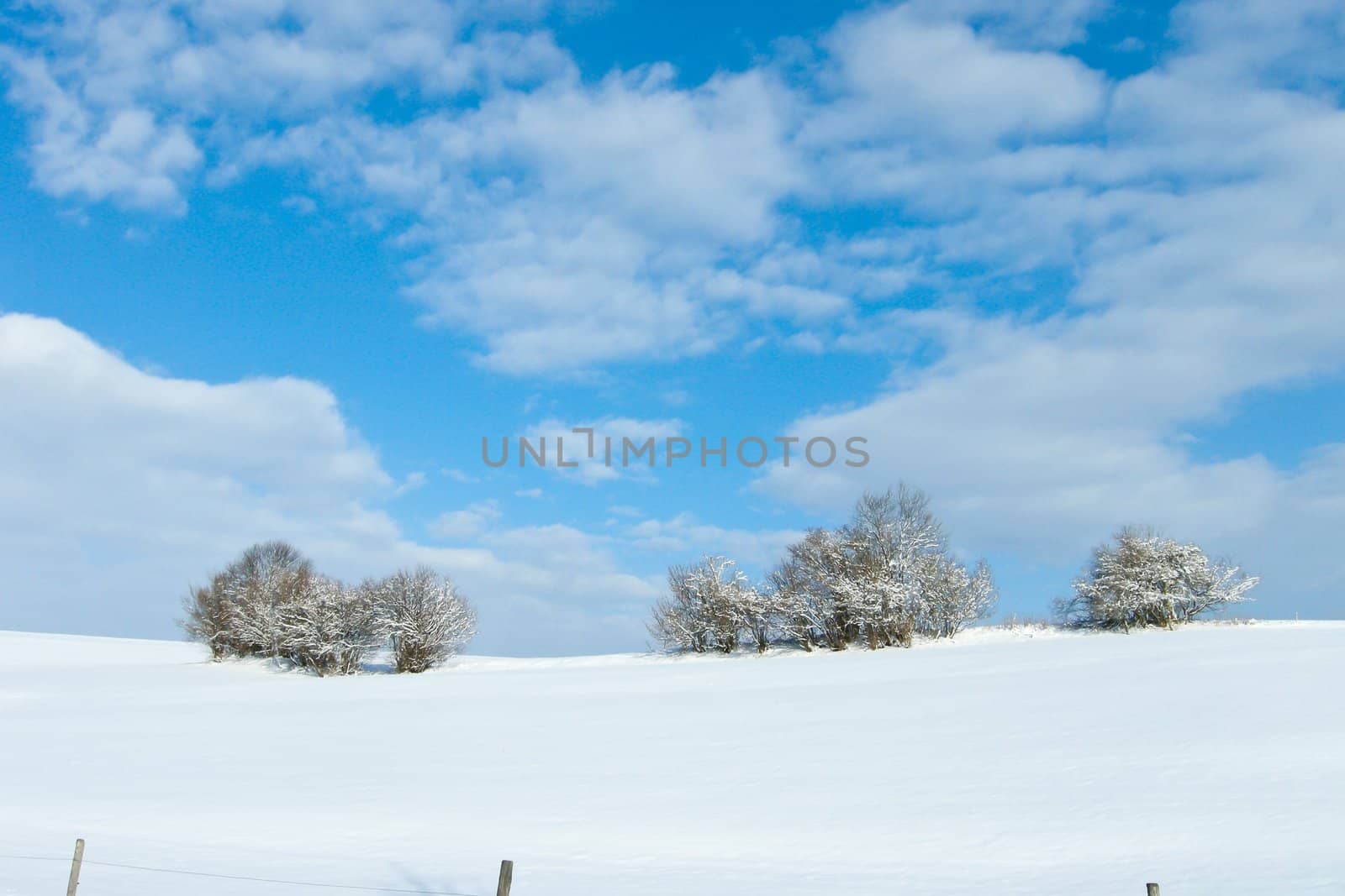 beautiful sunny landscape in winter with blue sky and snow