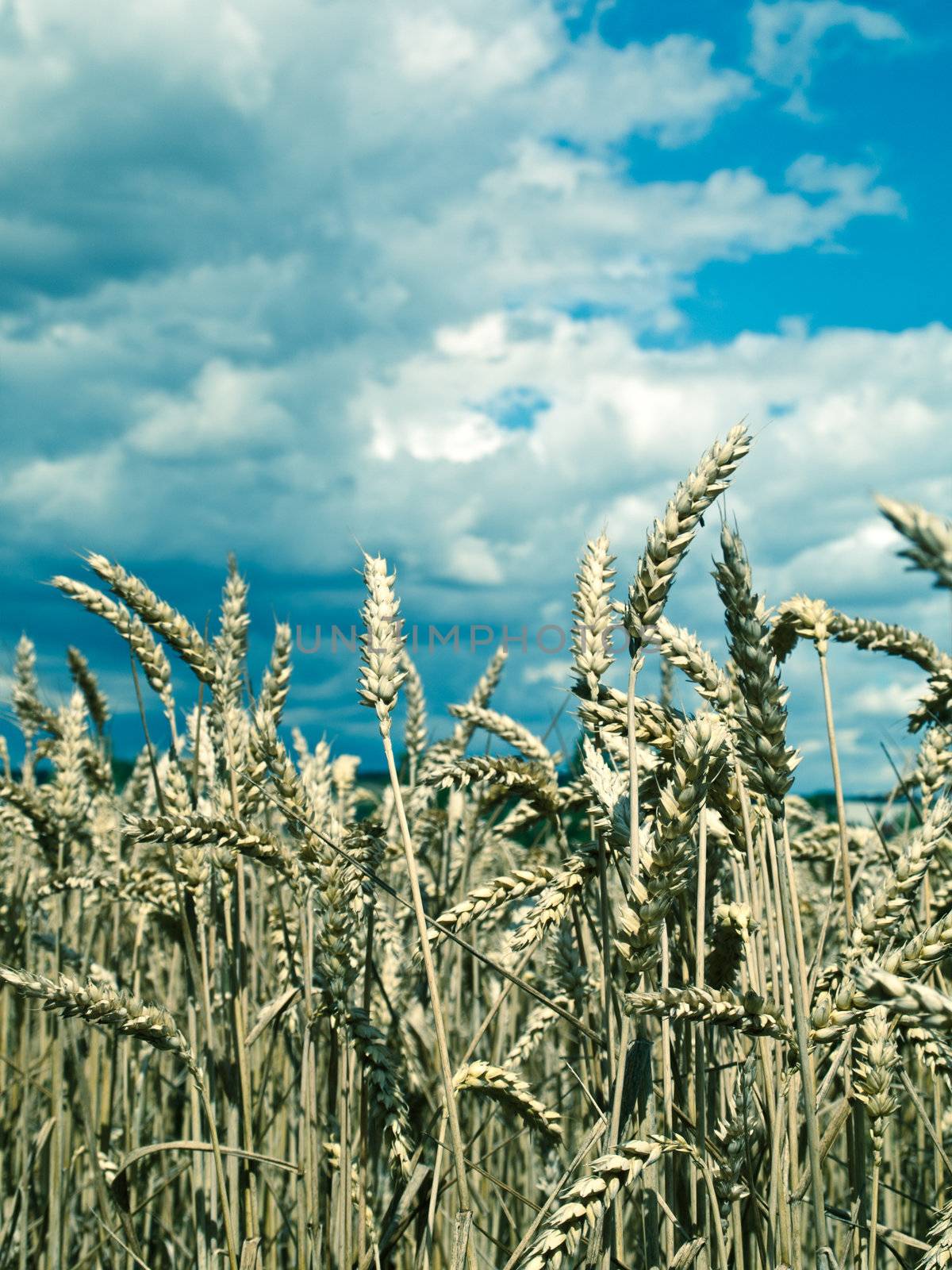 wheat field by motorolka