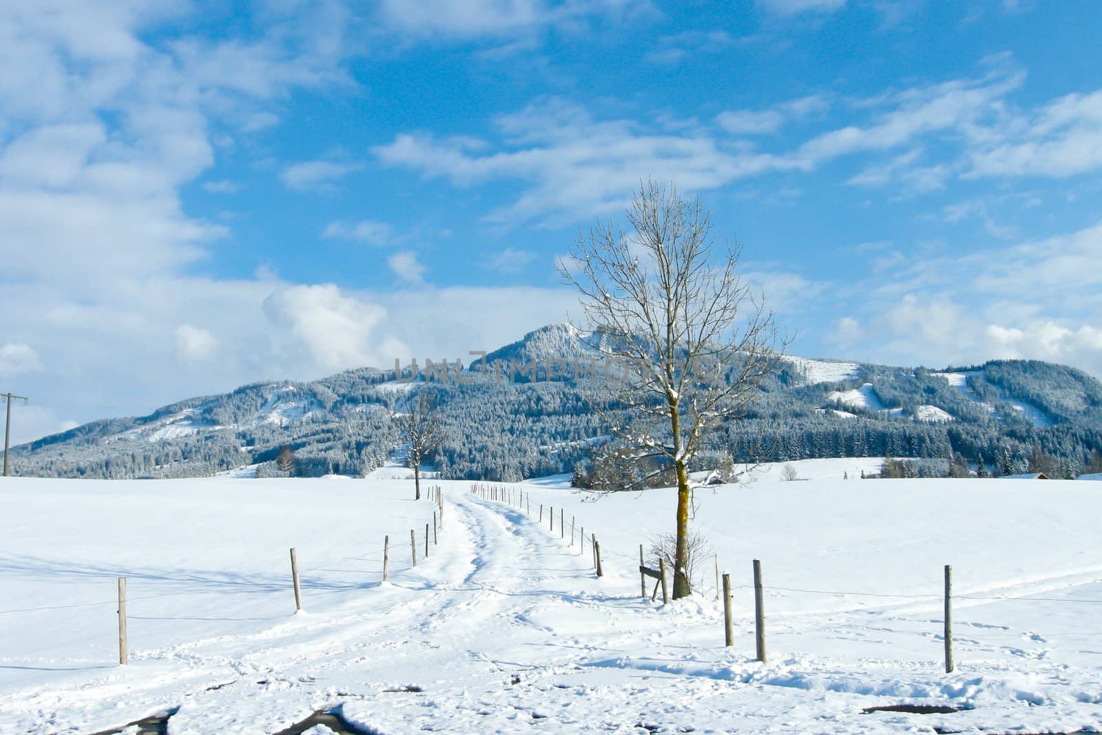 beautiful sunny landscape in winter with blue sky and snow