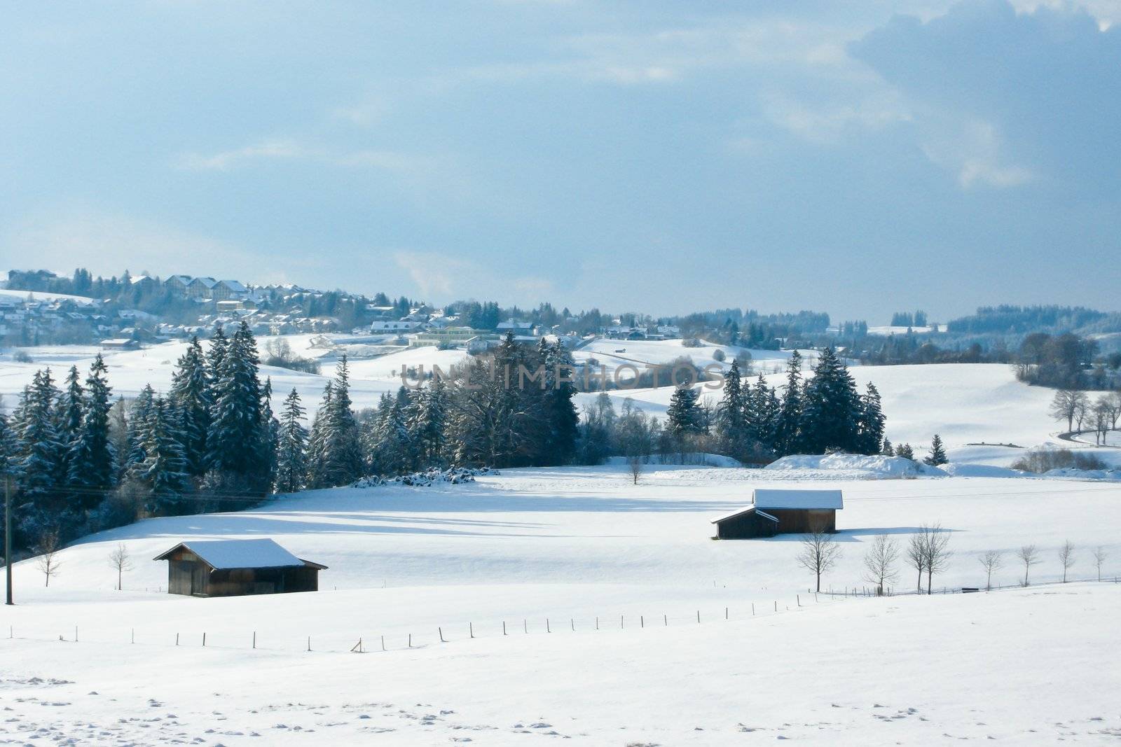 trees forest snow in winter landscape background