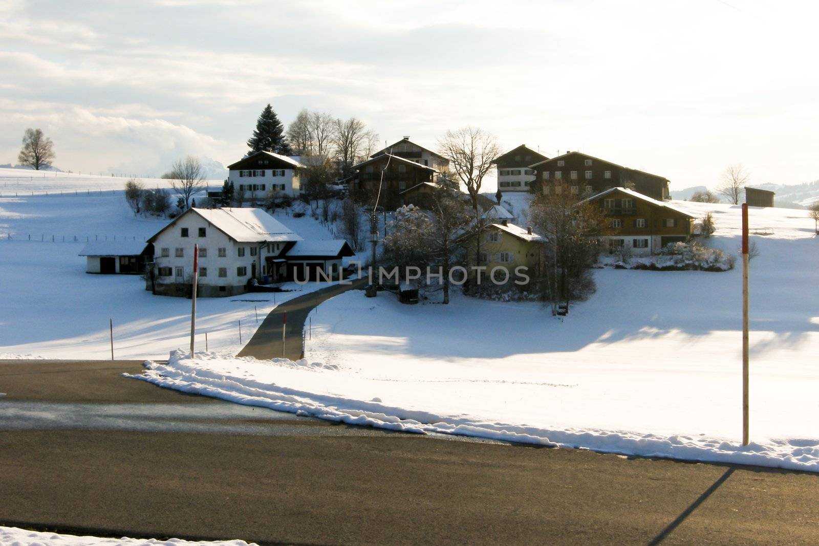 trees forest snow in winter landscape background