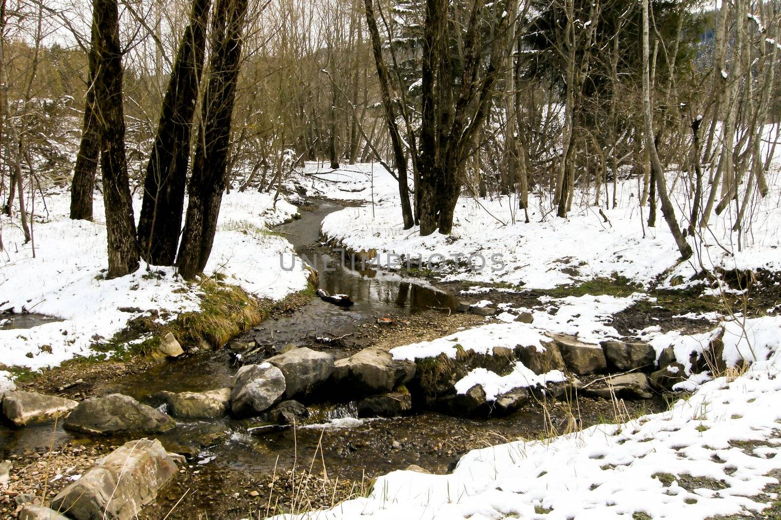 trees forest snow in winter landscape background