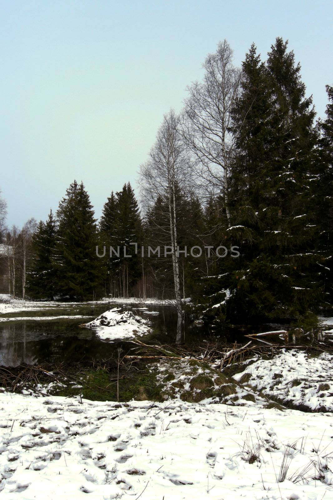 trees forest snow in winter landscape background