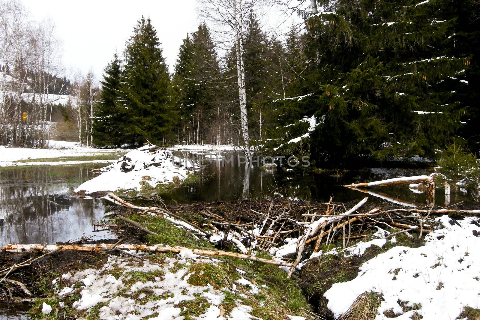 trees forest snow in winter landscape background