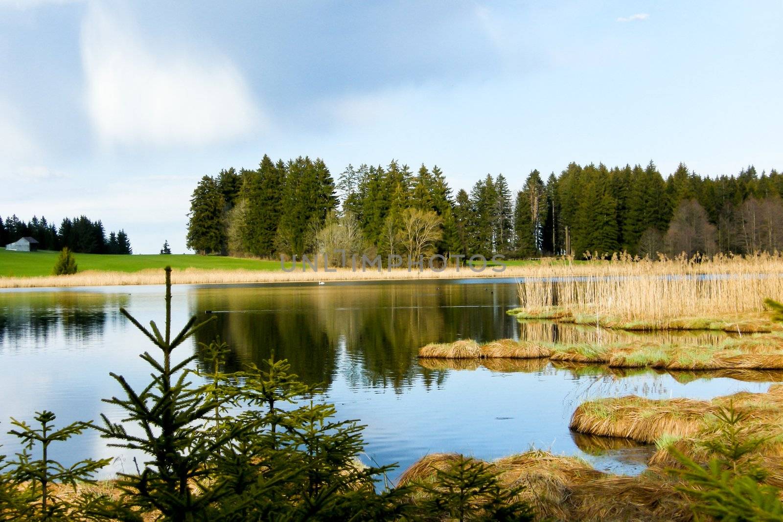 beutiful landscape in spring lake and forest with blue sky background