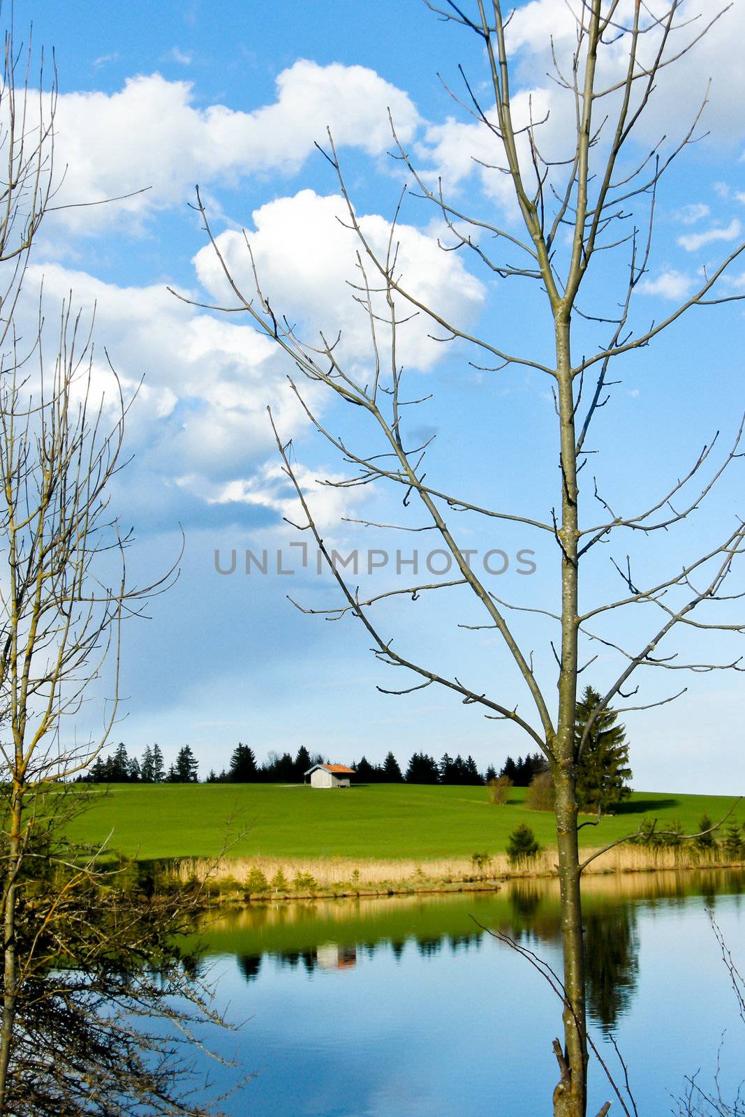 beutiful landscape in spring lake and forest with blue sky background