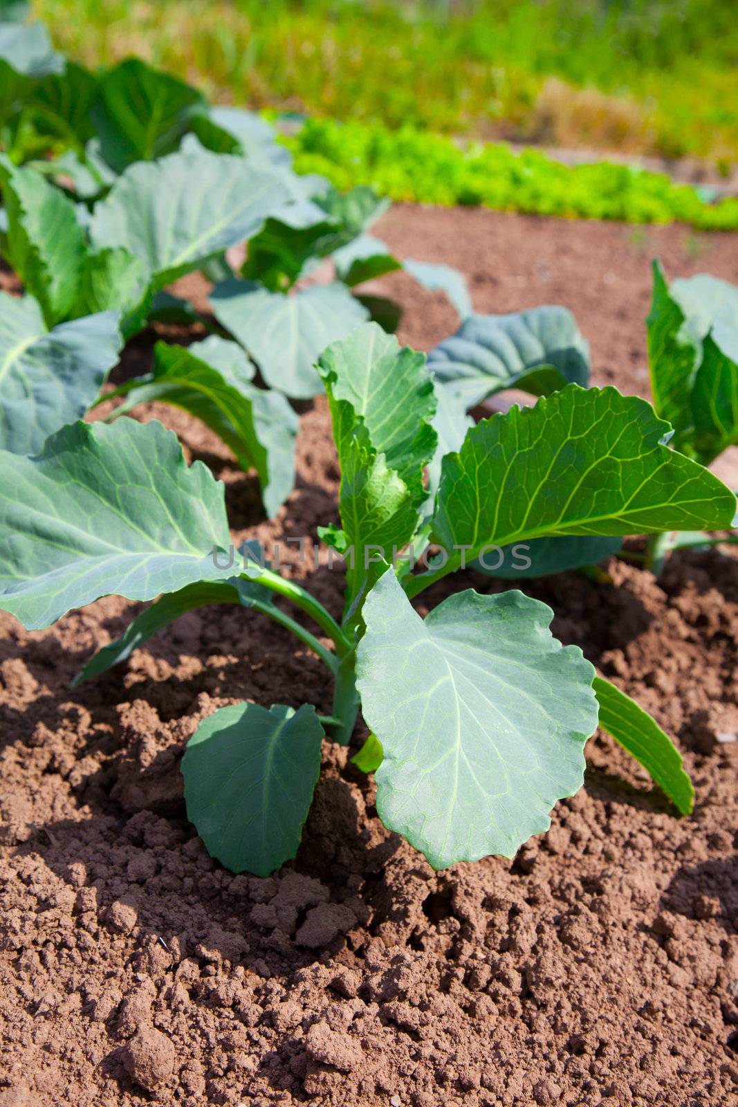 cabbage in the vegetable garden by motorolka