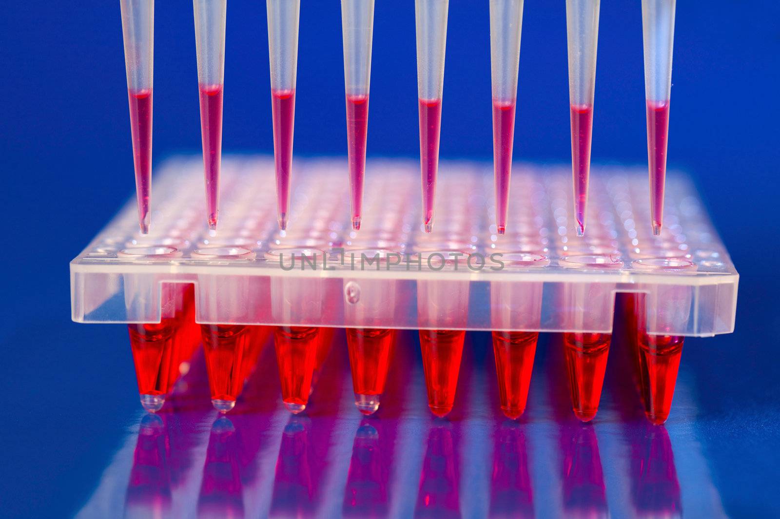 DNA analysis: loading reaction mixture into 96-well plate with multichannel pipette