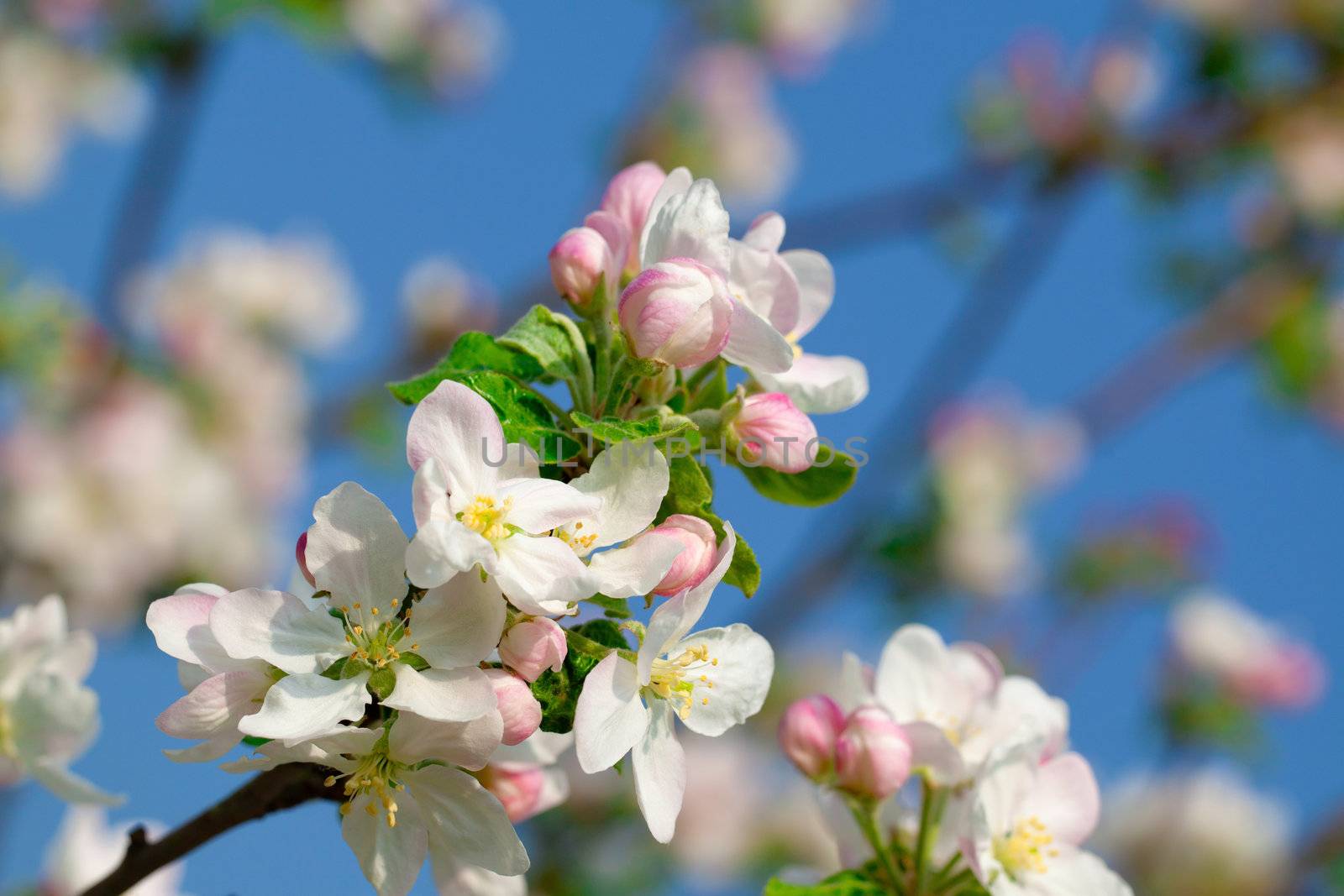 apple bloom on blue background