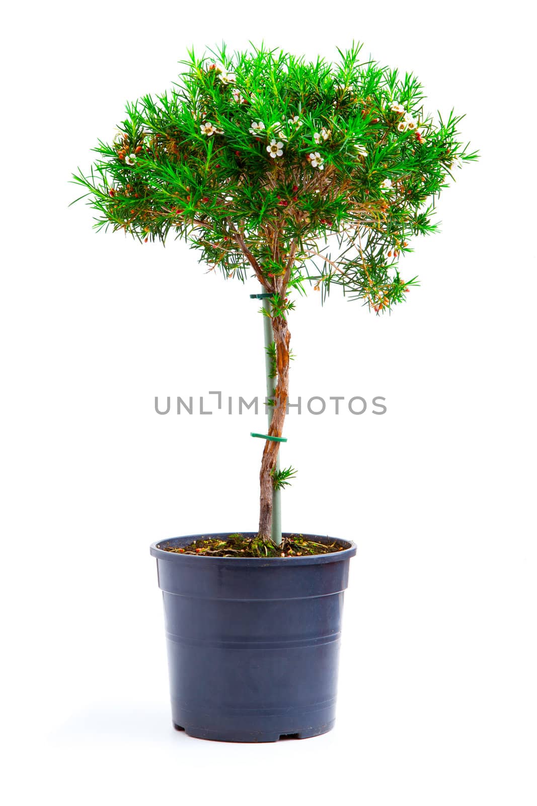 Chamelaucium uncinatum "Snow Flake". Isolated on white background.