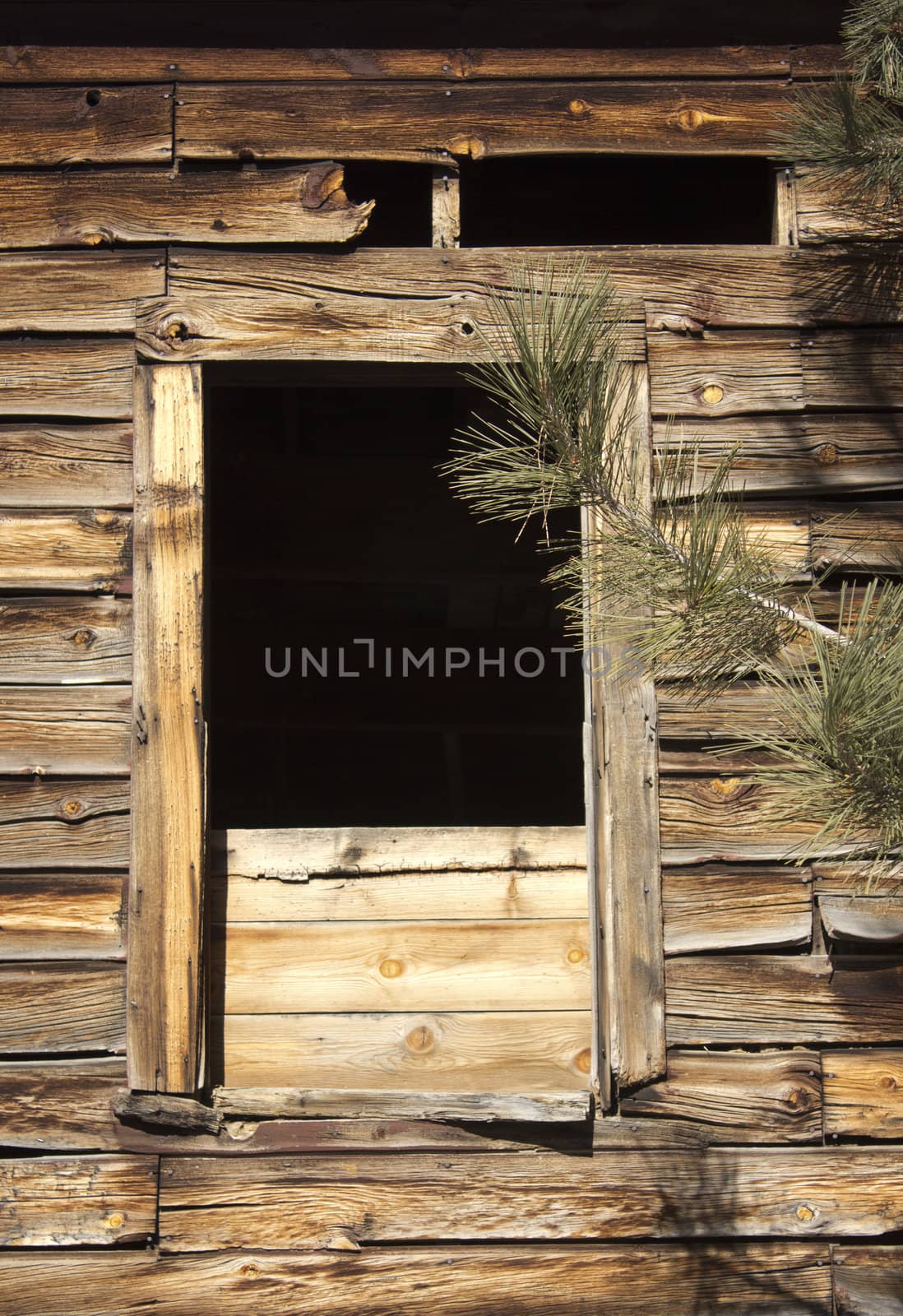 Old distressed barn wall window with a pine tree