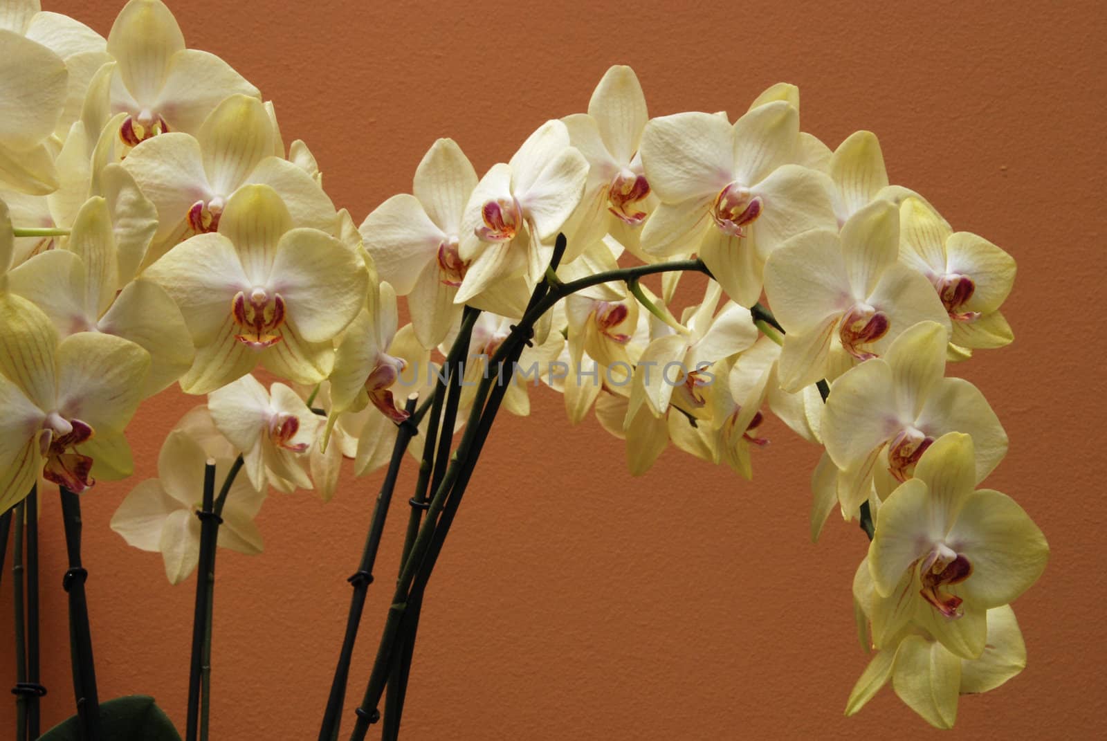 Orchid by drakodav