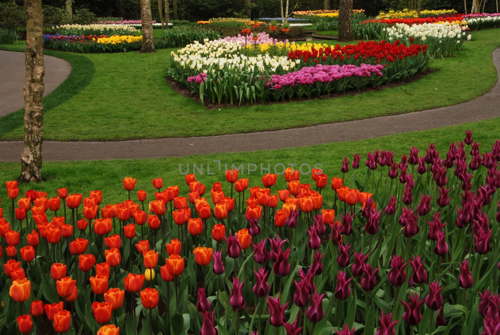 Colorful tulip fields in Holland in the spring