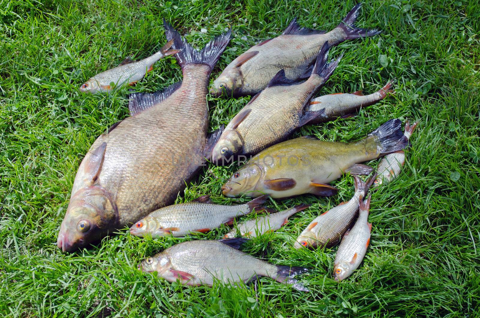 Bream roach tench fishes caught in lake after fishing on grass