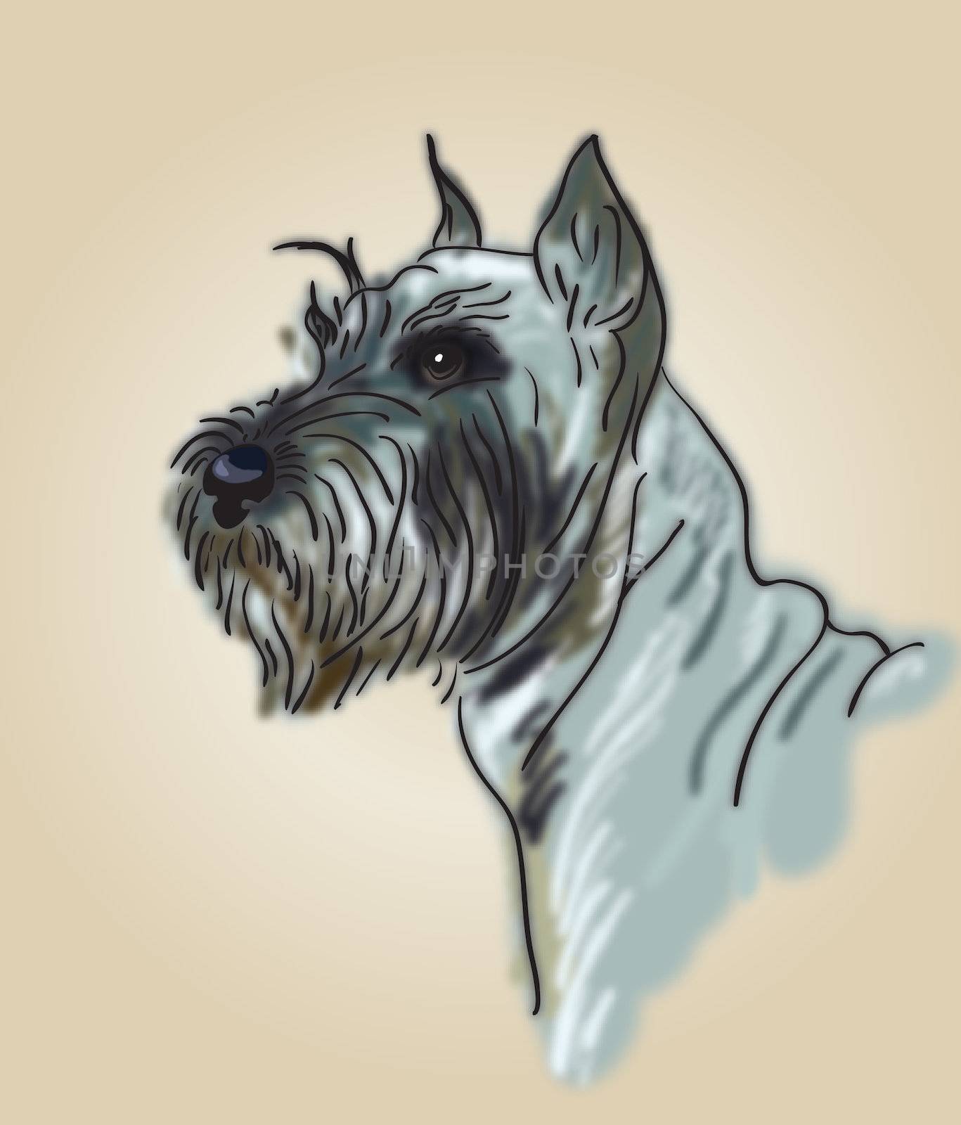 Drawing head of a dog breed terrier