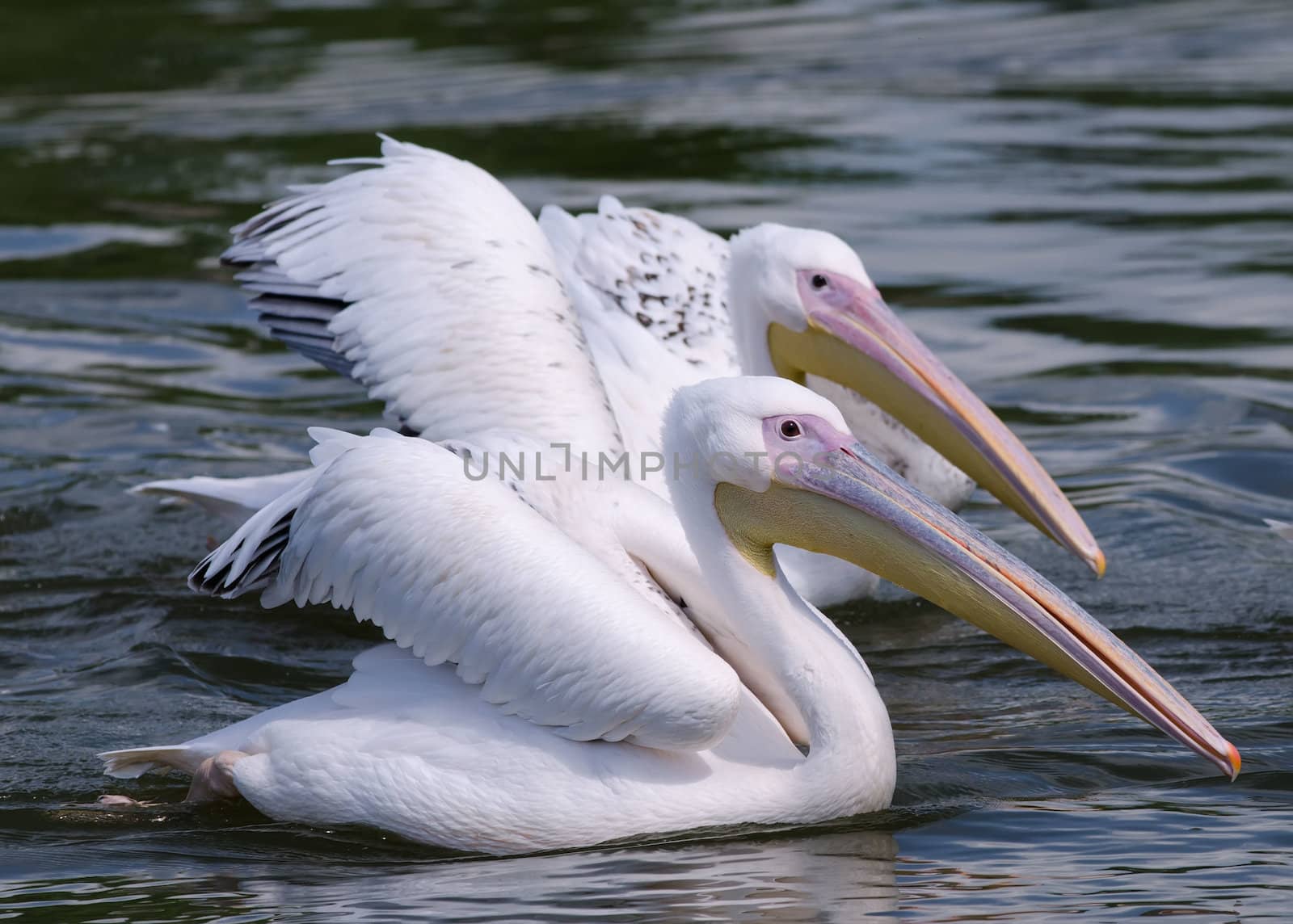 pelicans by njaj