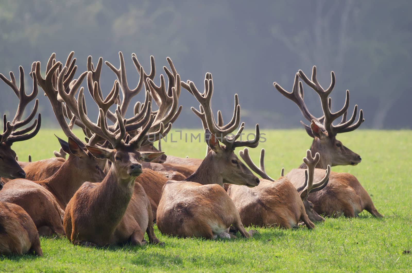the herd of deer by njaj