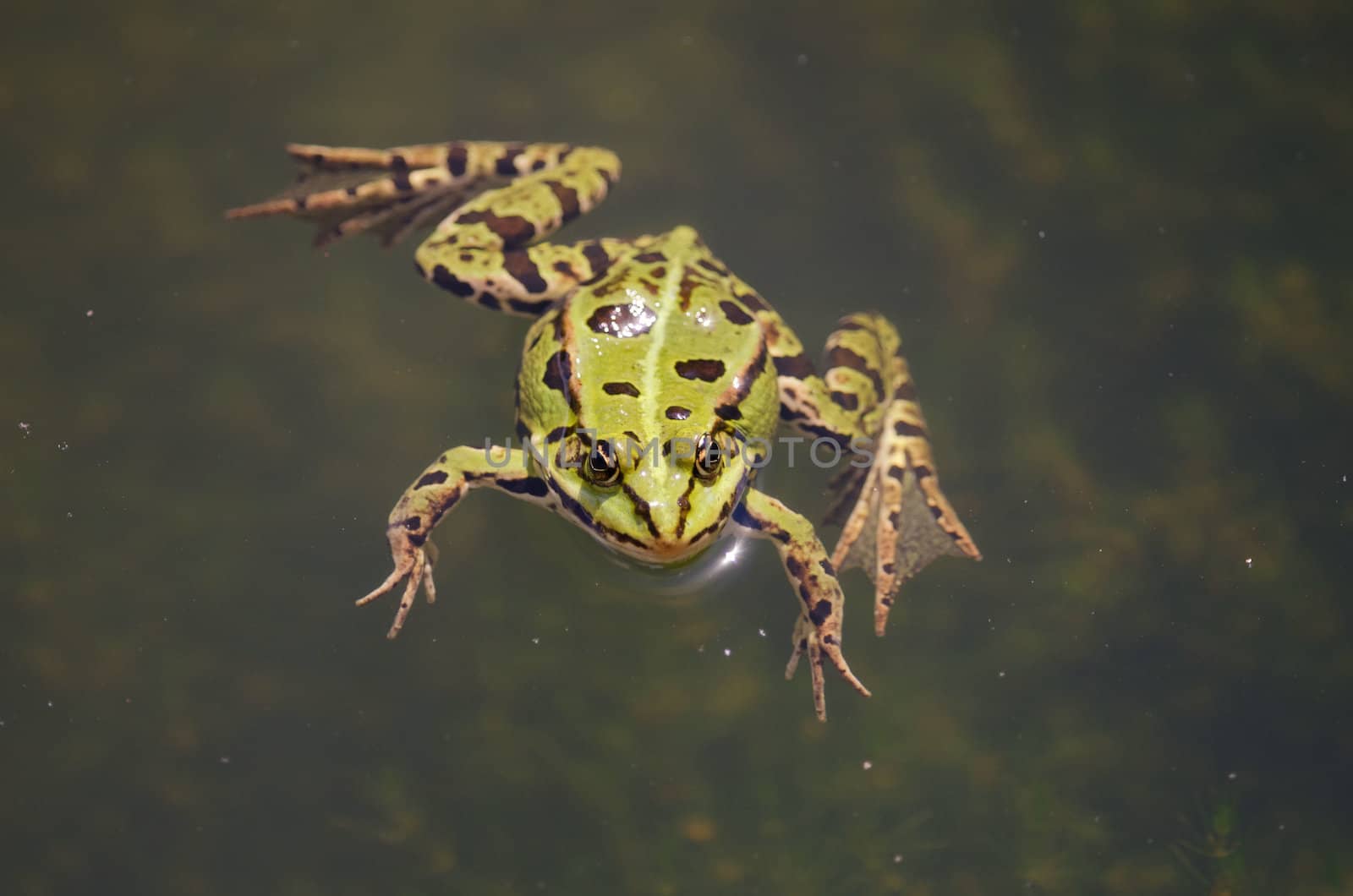 the green frog by njaj