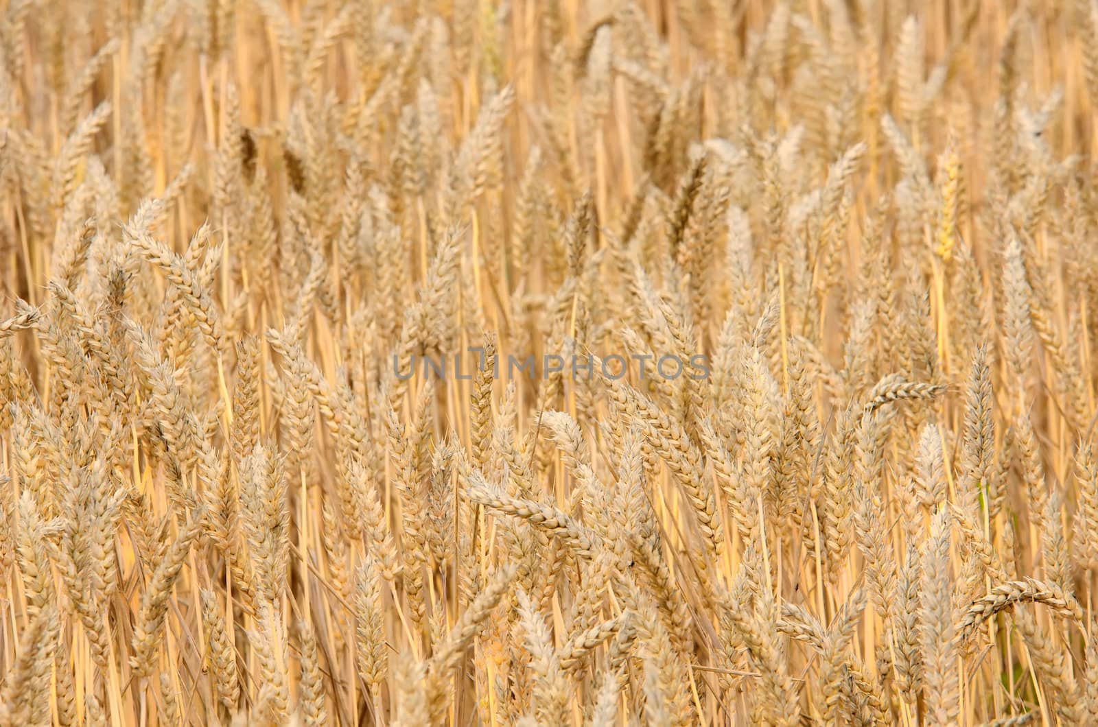 the golden wheat