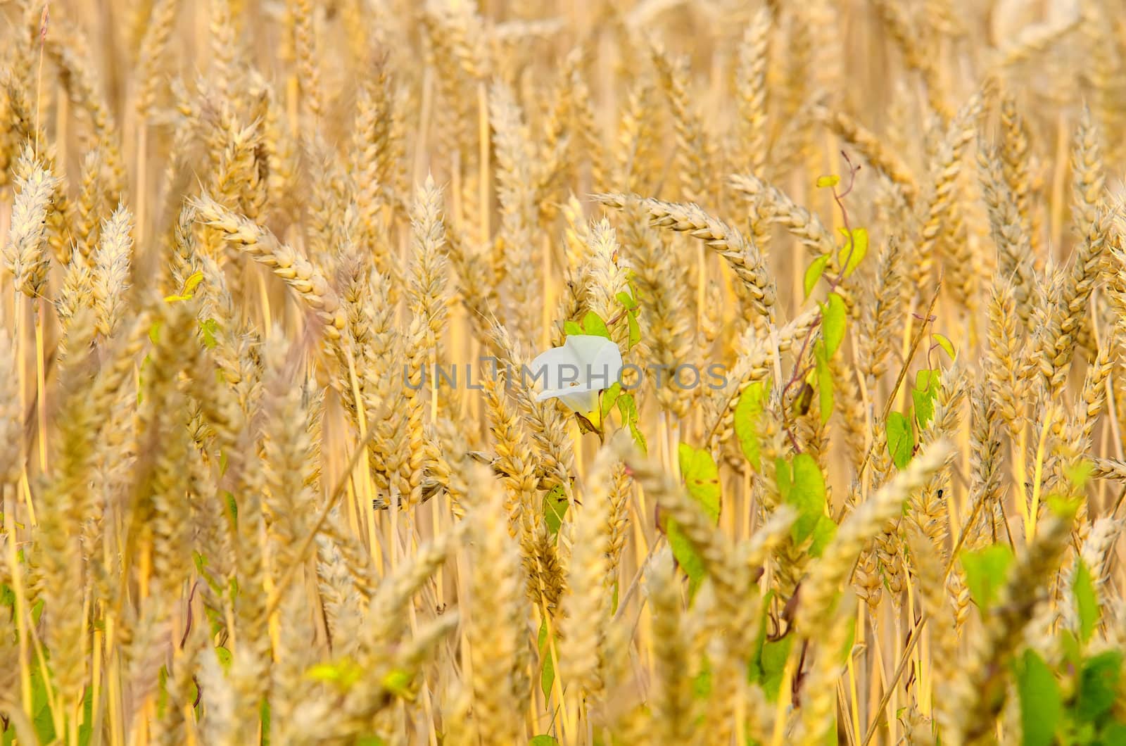 golden wheat and buckwheat flower by njaj