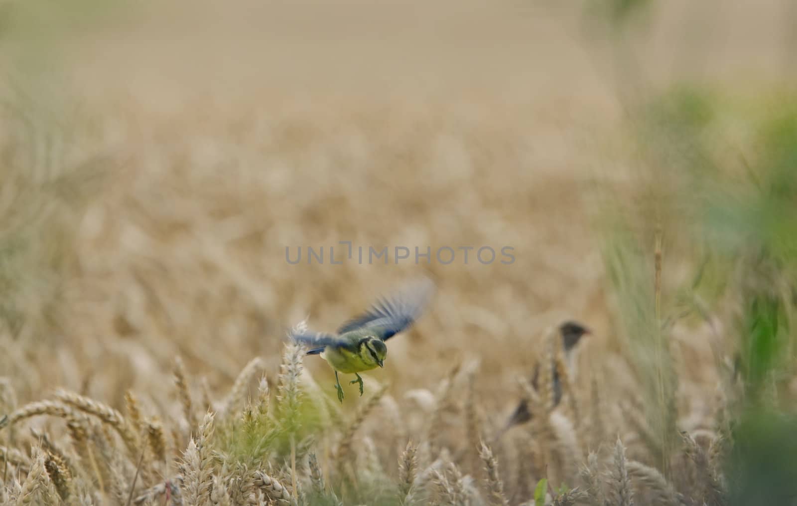 tit and wheat