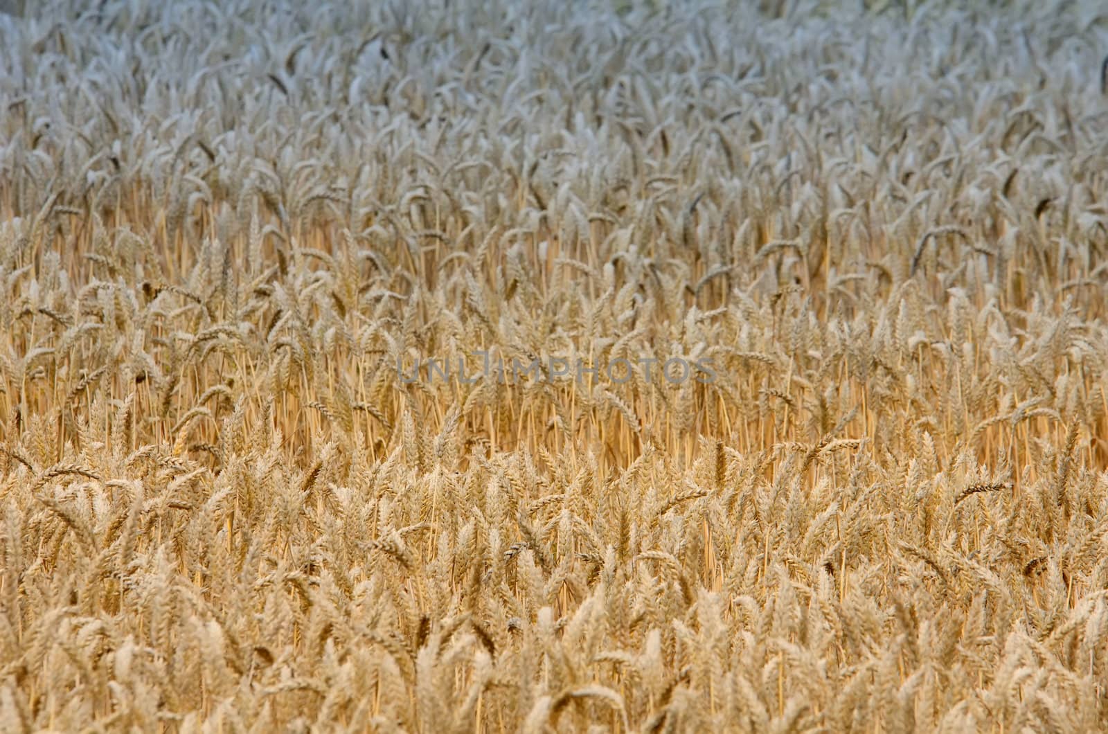 the wheat field by njaj