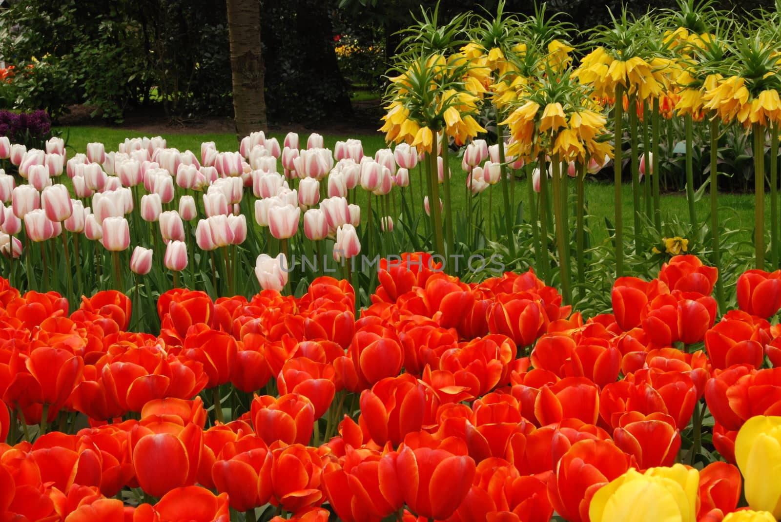 Vivid tulip fields in Holland in the spring