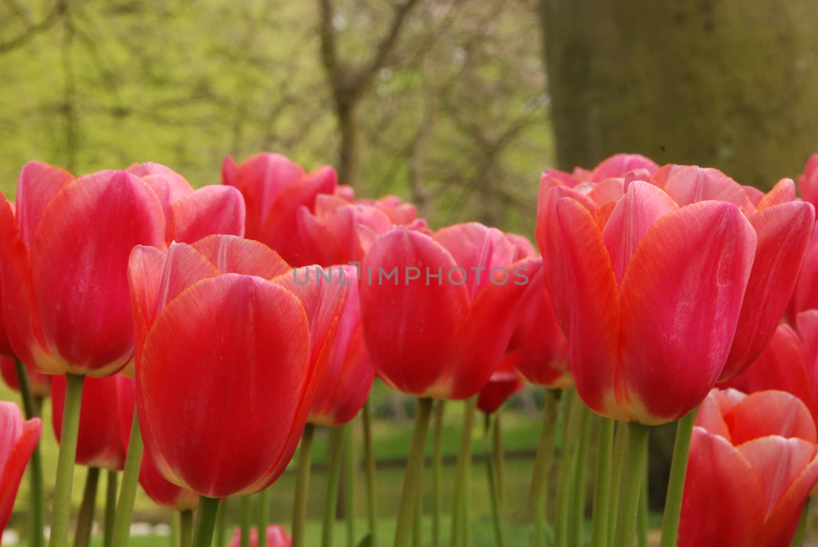 Vivid tulip fields in Holland in the spring