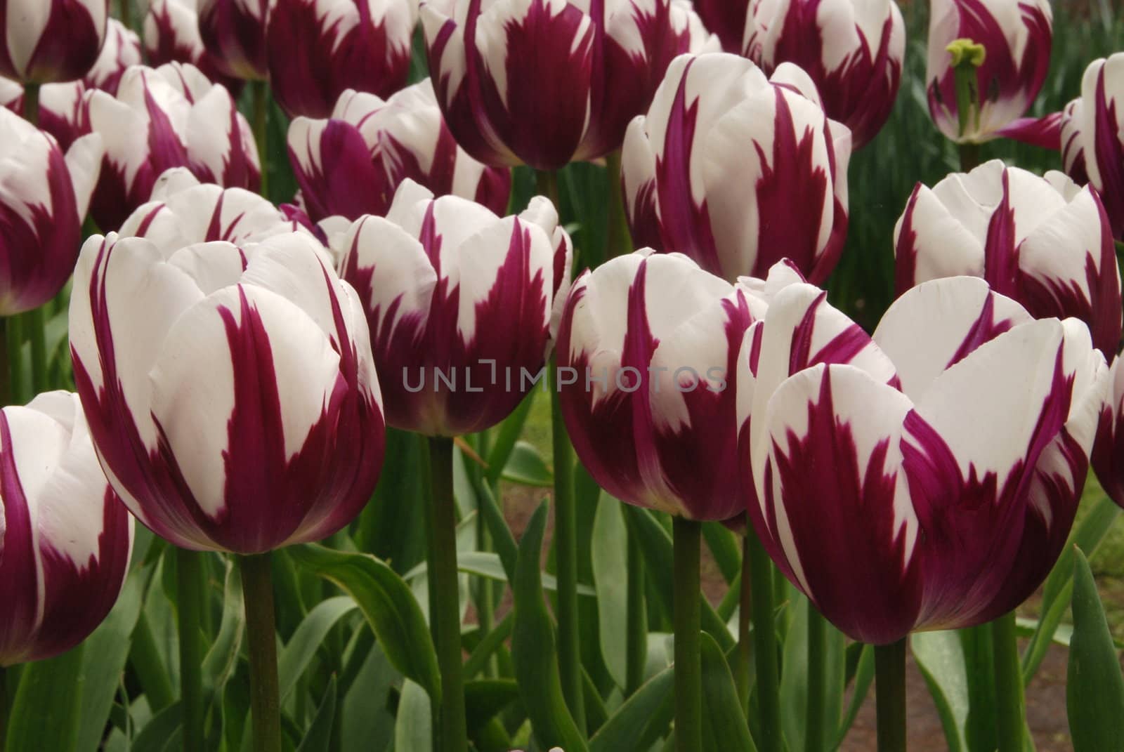 Vivid tulip fields in Holland in the spring