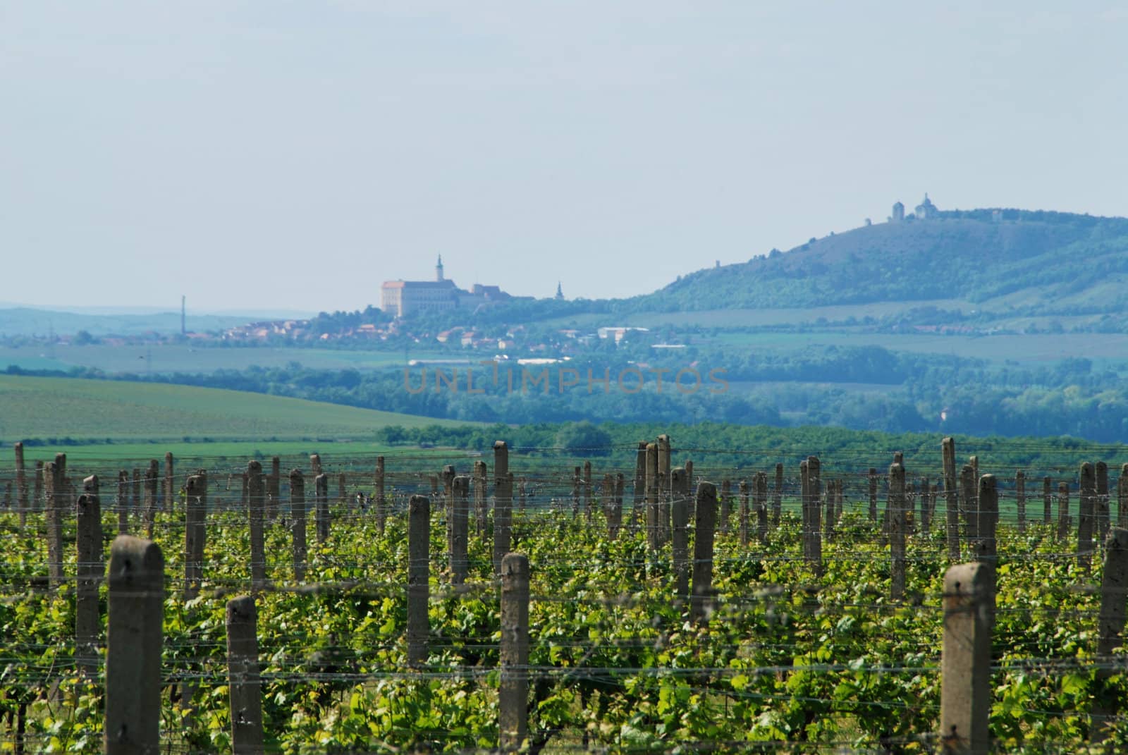 Large vineyards near Czech town Mikulov at sunny day