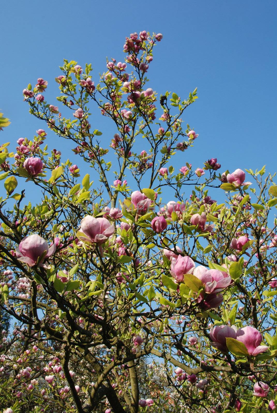 Magnolia by drakodav