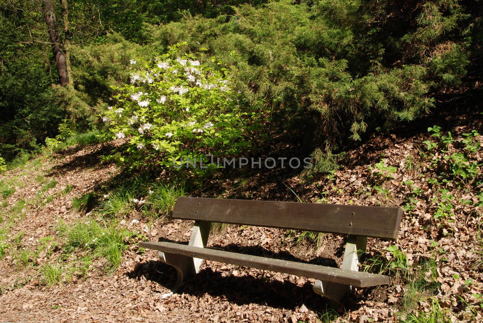 Bench in the park with blooming flowers