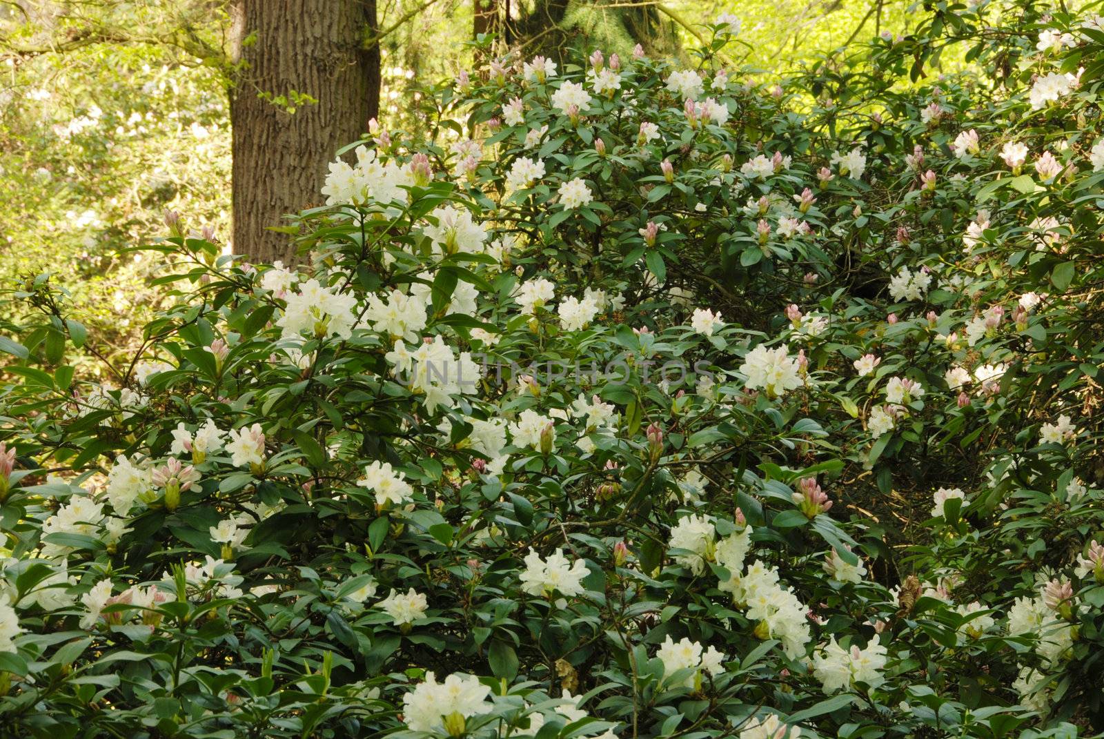 Rhododendron by drakodav