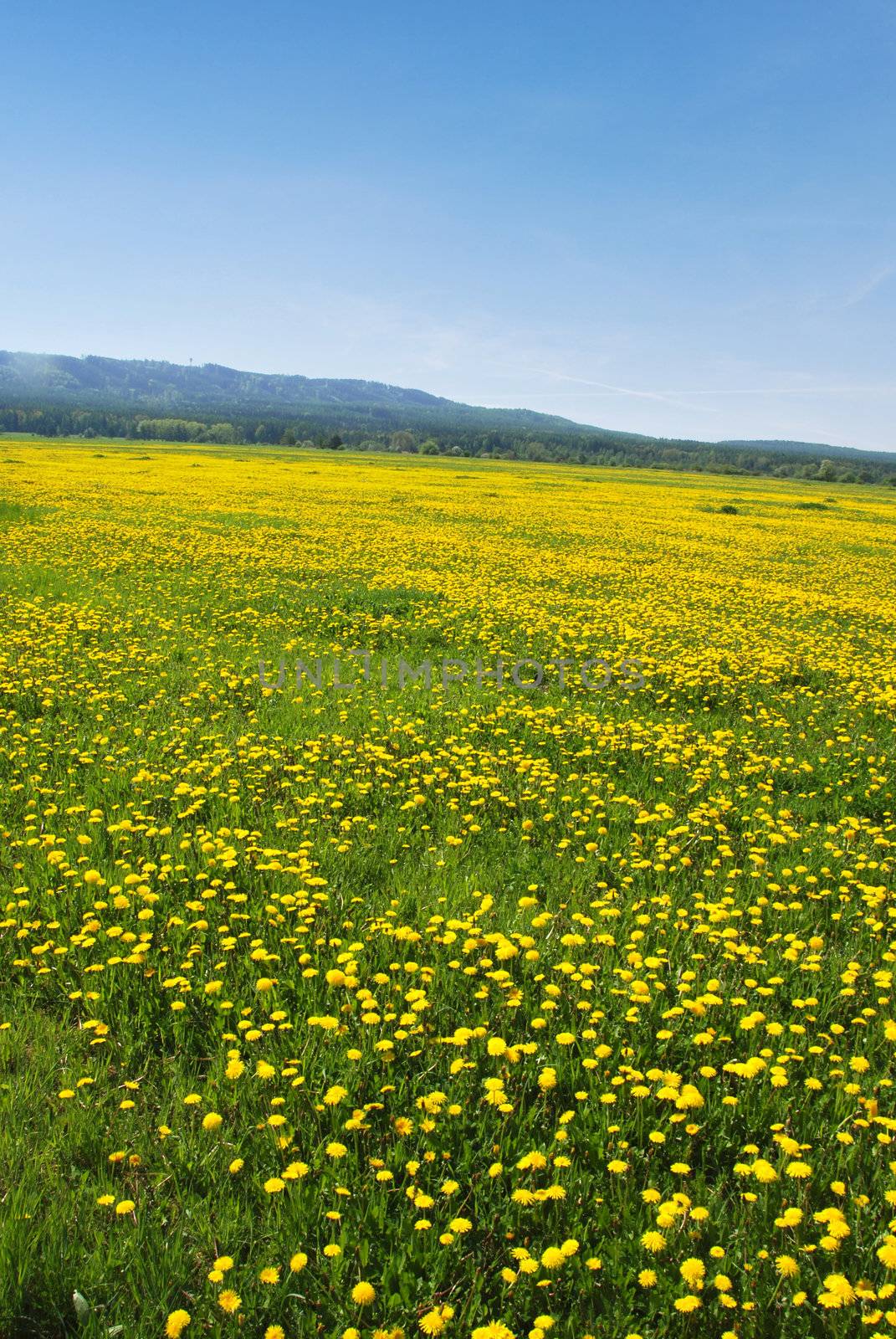 Beautiful spring shot with a dandelion meadow