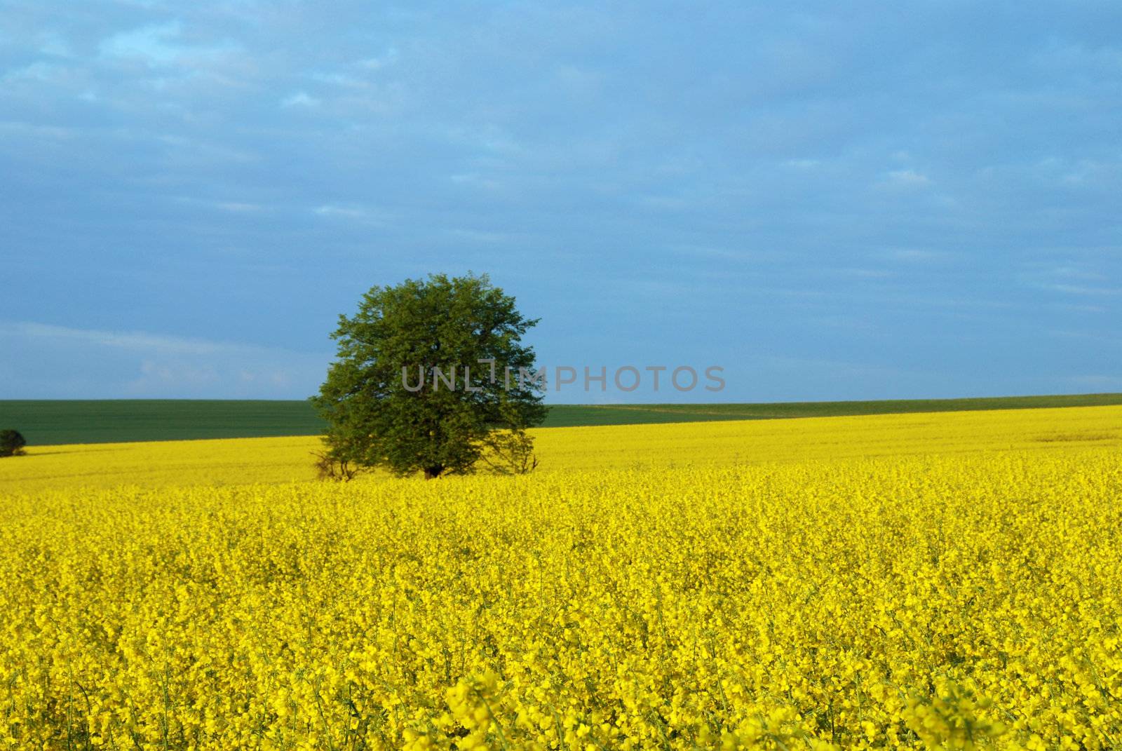 Tree in the blooming yellow rape filed