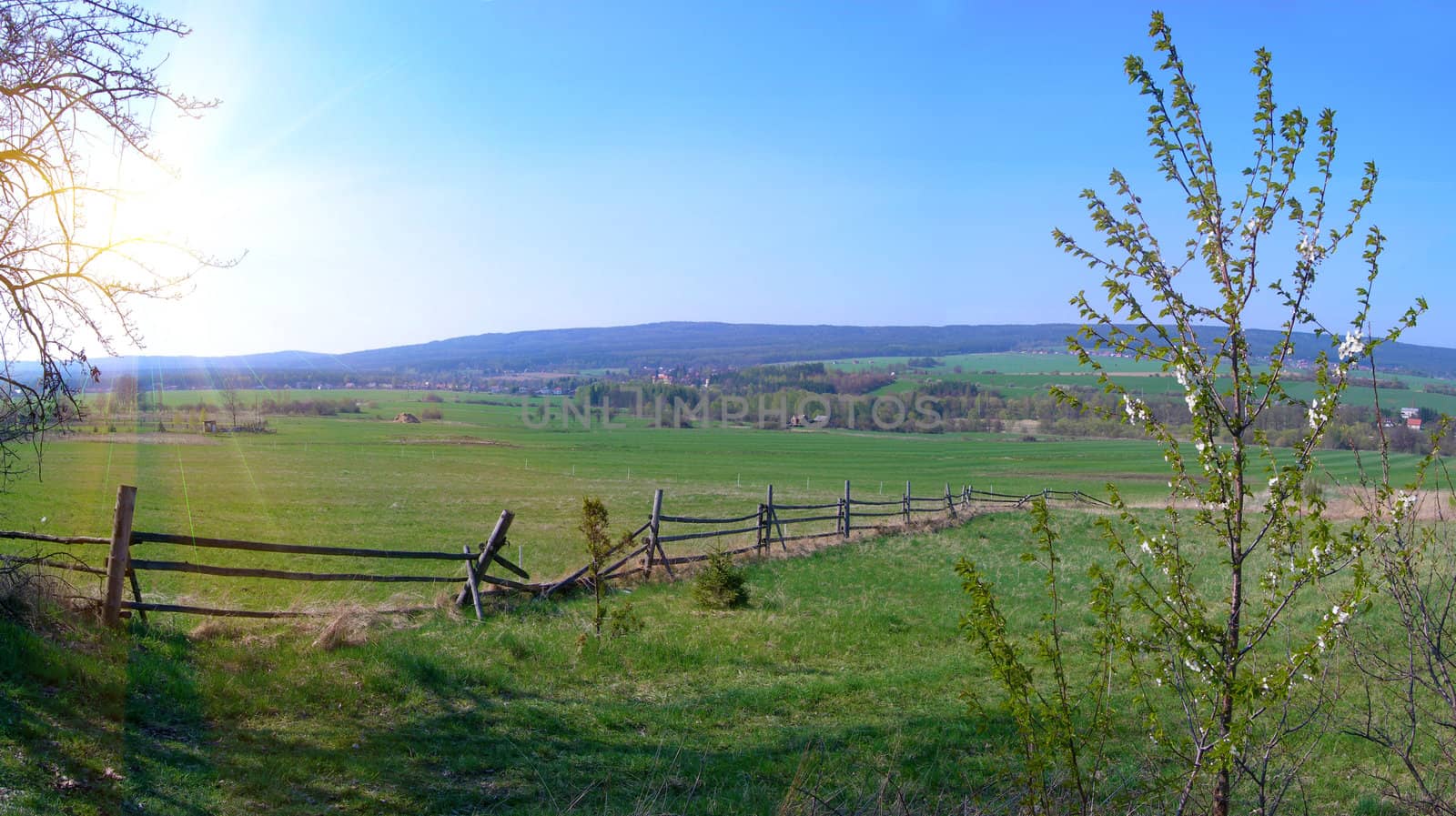 Panoramic landscape of spring field with a blooming tree          